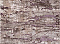 REGINA O0282 050 PURPLE