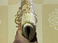 FLORA 4021A в дизайне