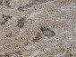 GRAFF 3433 GRAY-BEIGE