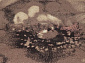 с цветами ISFAHAN Marica sand