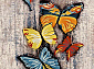 CRYSTAL NC64 ORANGE-MULTICOLOR