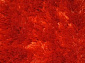 CHAMELEON orange