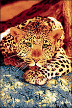 Коврик детский Малыш-Леопард фризе MANGO 11123-120