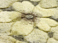 с цветами 90 LINE WOOLEN HANDK-KNOTTED 9611 NATURAL