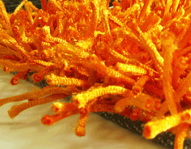 длинноворсовый Шегги TW orange