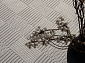 Ковровая Дорожка ZARA 01180A WHITE / WHITE