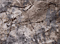 MARVEL O0732 795 GREY / BEIGE
