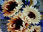 GOLDEN FALCON BRAND DG087A 288
