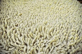 из 100% новозеландской шерсти EYE SHAGGY айвори 