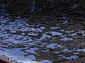 VISKONTI 30595A_BH6_13 BLACK / BLUE